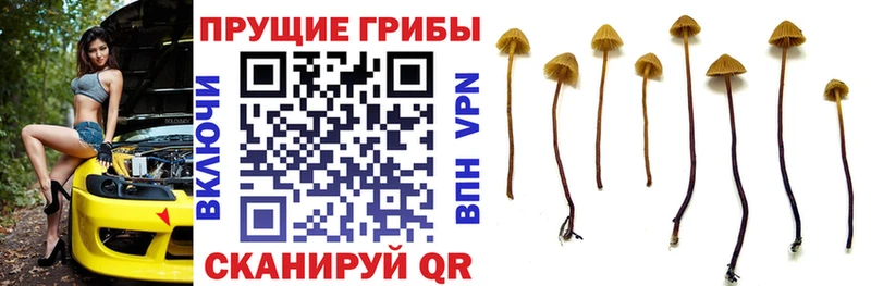 Галлюциногенные грибы GOLDEN TEACHER  Купить  Каменногорск 